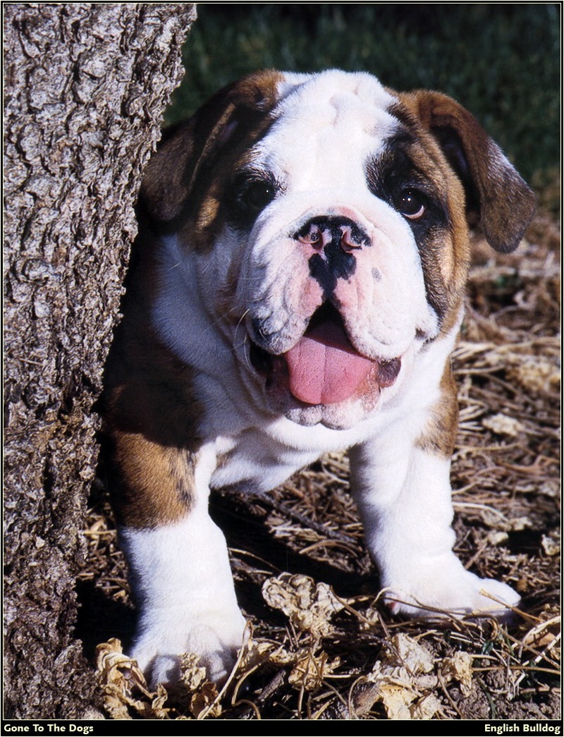 [RattlerScans - Gone to the Dogs] English Bulldog; DISPLAY FULL IMAGE.