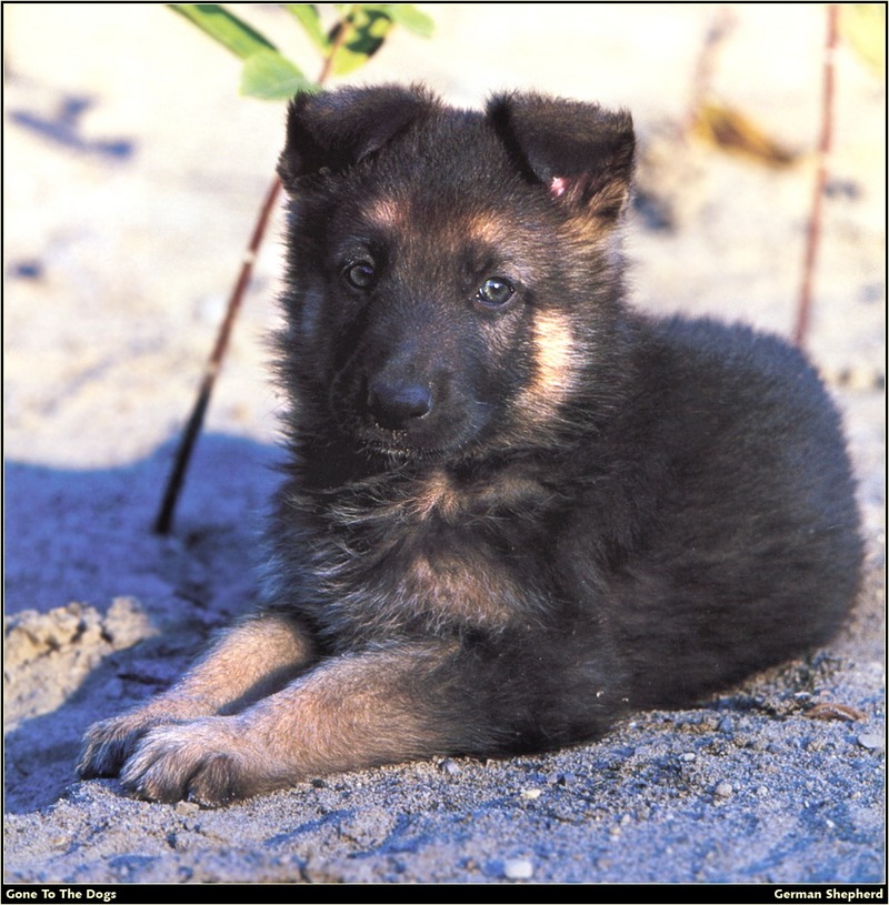 [RattlerScans - Gone to the Dogs] German Shepherd; DISPLAY FULL IMAGE.