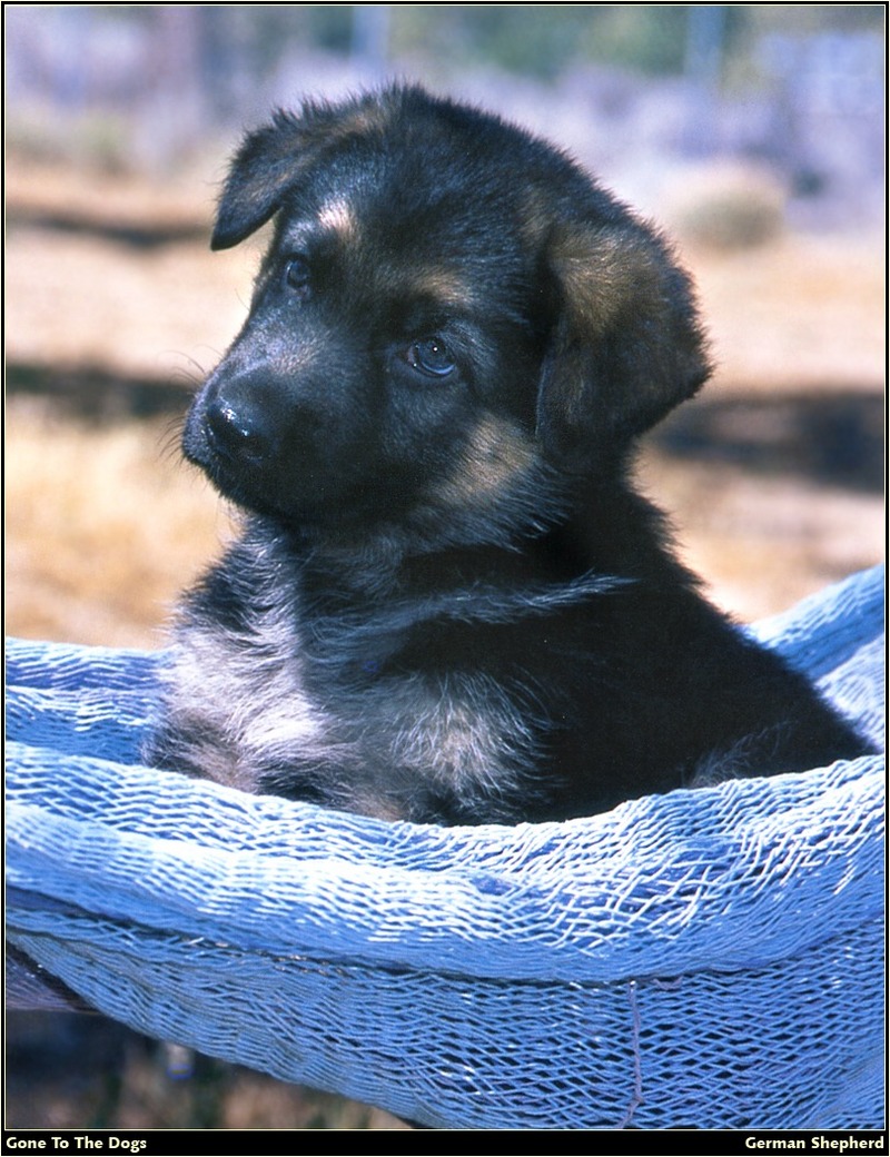 [RattlerScans - Gone to the Dogs] German Shepherd; DISPLAY FULL IMAGE.