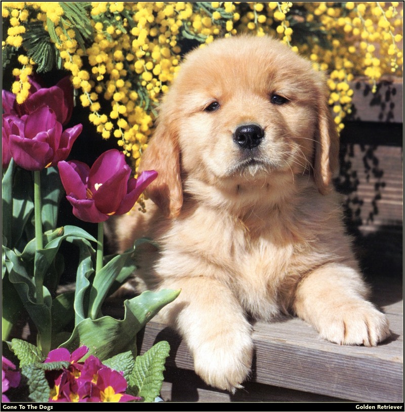 [RattlerScans - Gone to the Dogs] Golden Retriever; DISPLAY FULL IMAGE.