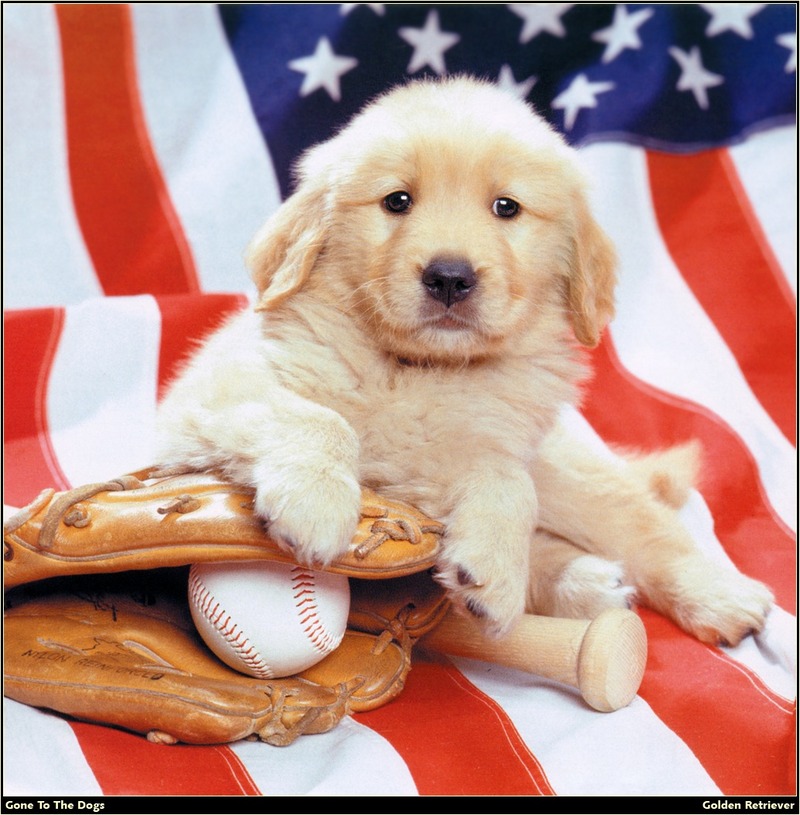 [RattlerScans - Gone to the Dogs] Golden Retriever; DISPLAY FULL IMAGE.