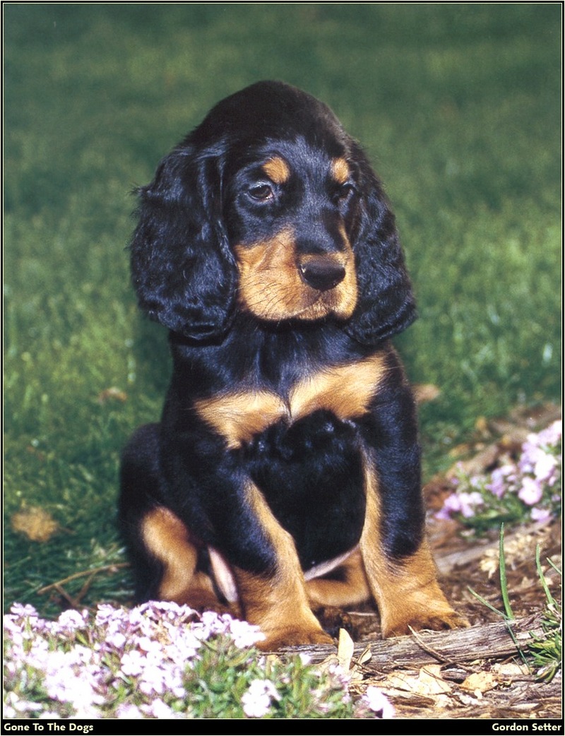 [RattlerScans - Gone to the Dogs] Gordon Setter; DISPLAY FULL IMAGE.