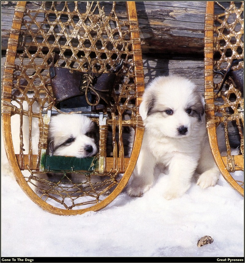 [RattlerScans - Gone to the Dogs] Great Pyrenees; DISPLAY FULL IMAGE.