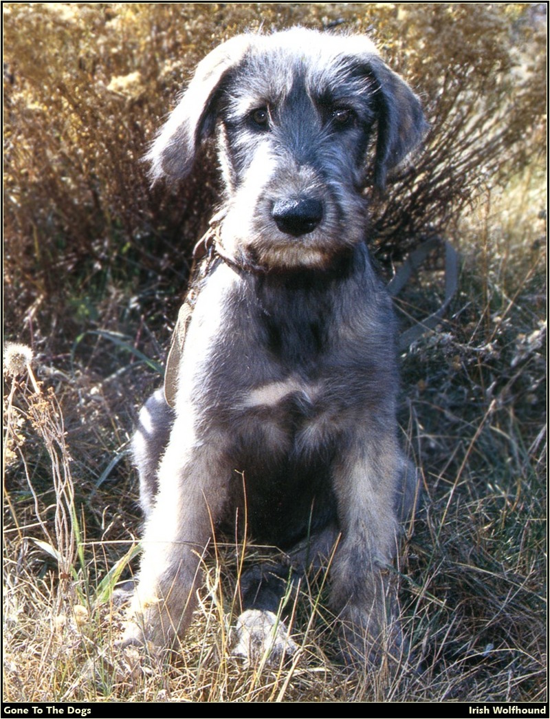 [RattlerScans - Gone to the Dogs] Irish Wolfhound; DISPLAY FULL IMAGE.