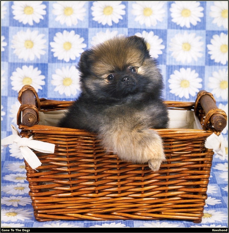 [RattlerScans - Gone to the Dogs] Keeshond; DISPLAY FULL IMAGE.