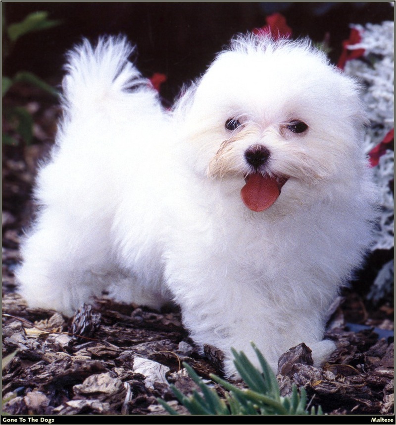 [RattlerScans - Gone to the Dogs] Maltese; DISPLAY FULL IMAGE.