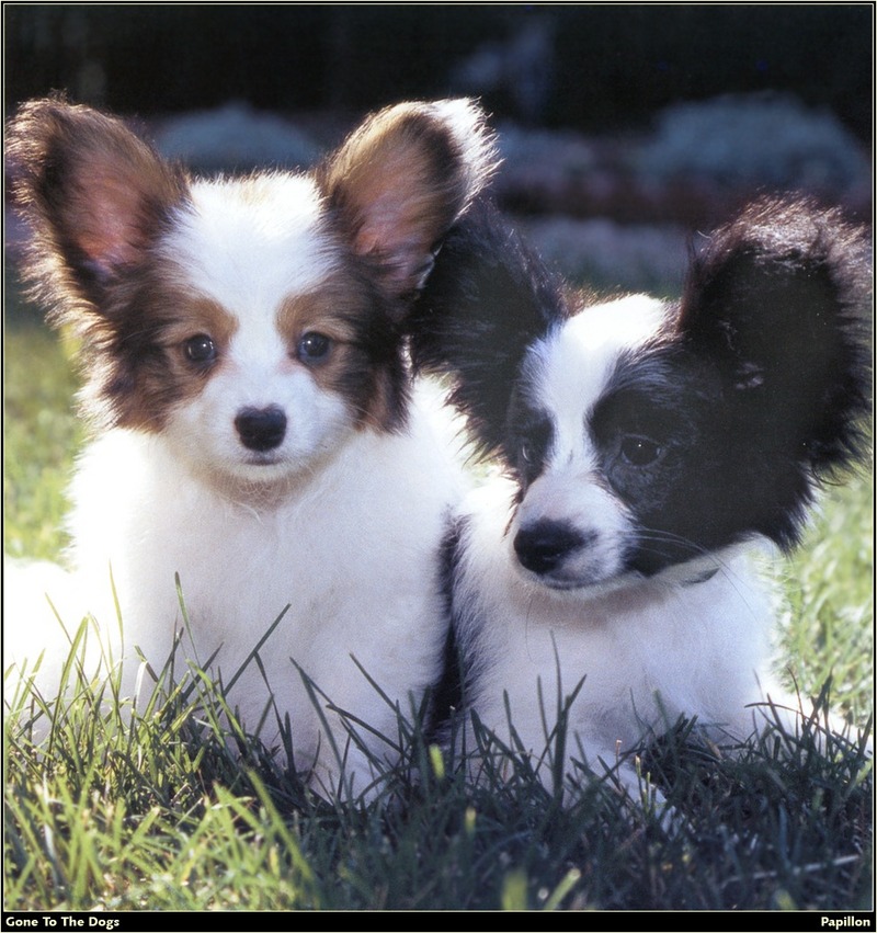 [RattlerScans - Gone to the Dogs] Papillon; DISPLAY FULL IMAGE.