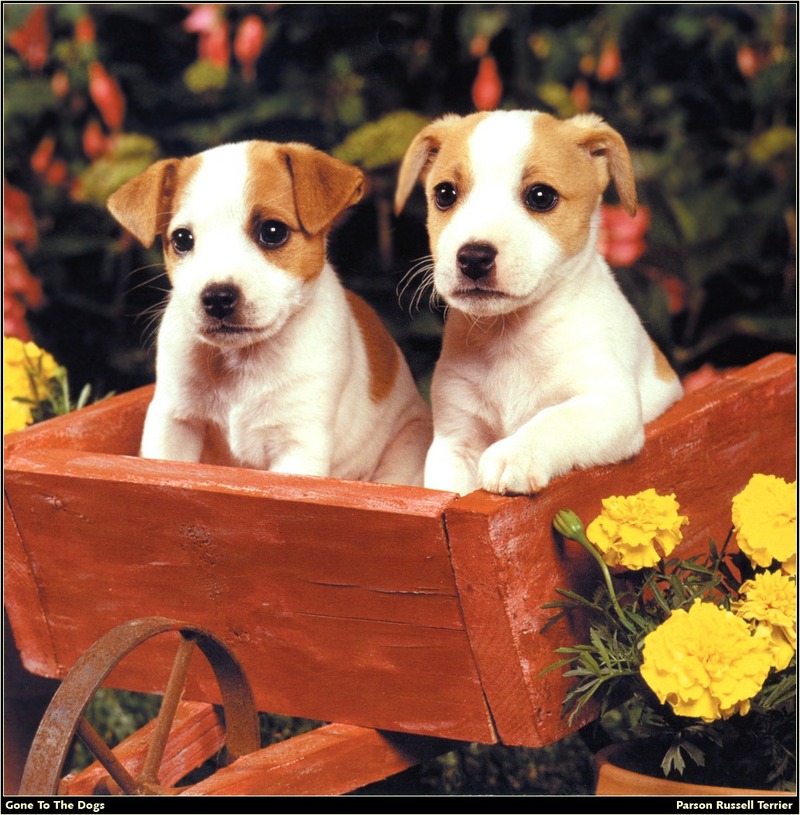 [RattlerScans - Gone to the Dogs] Parson Russell Terrier; DISPLAY FULL IMAGE.