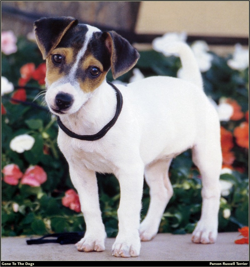 [RattlerScans - Gone to the Dogs] Parson Russell Terrier; DISPLAY FULL IMAGE.