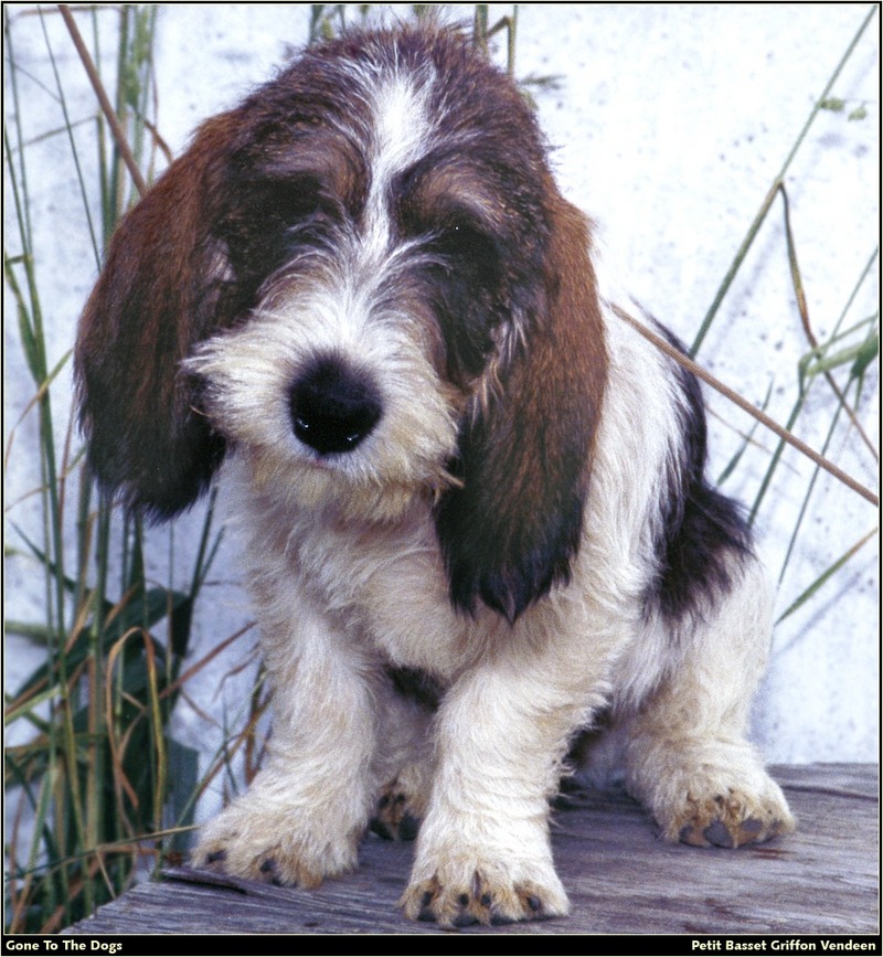 [RattlerScans - Gone to the Dogs] Petit Basset Griffon Vendeen; DISPLAY FULL IMAGE.