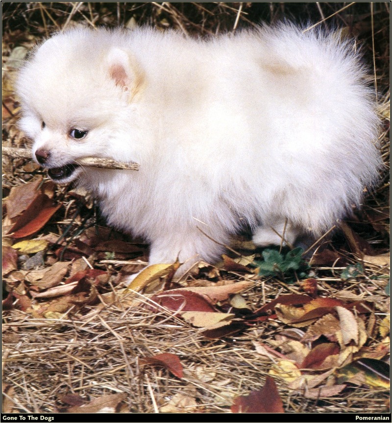 [RattlerScans - Gone to the Dogs] Pomeranian; DISPLAY FULL IMAGE.