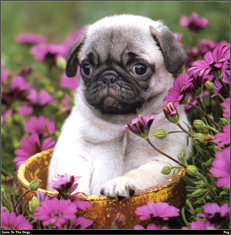 [RattlerScans - Gone to the Dogs] Pug; DISPLAY FULL IMAGE.