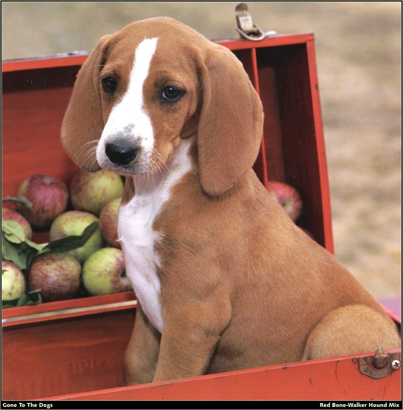 [RattlerScans - Gone to the Dogs] Red Bone-Walker Hound Mix; DISPLAY FULL IMAGE.