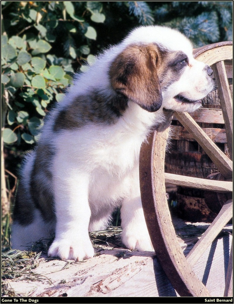 [RattlerScans - Gone to the Dogs] Saint Bernard; DISPLAY FULL IMAGE.