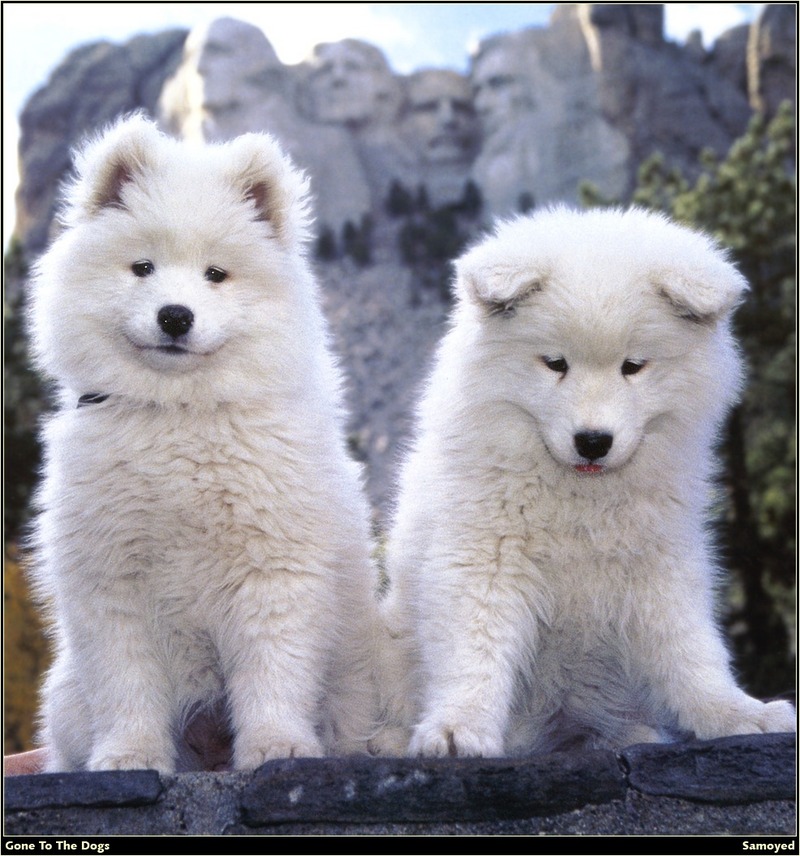 [RattlerScans - Gone to the Dogs] Samoyed; DISPLAY FULL IMAGE.