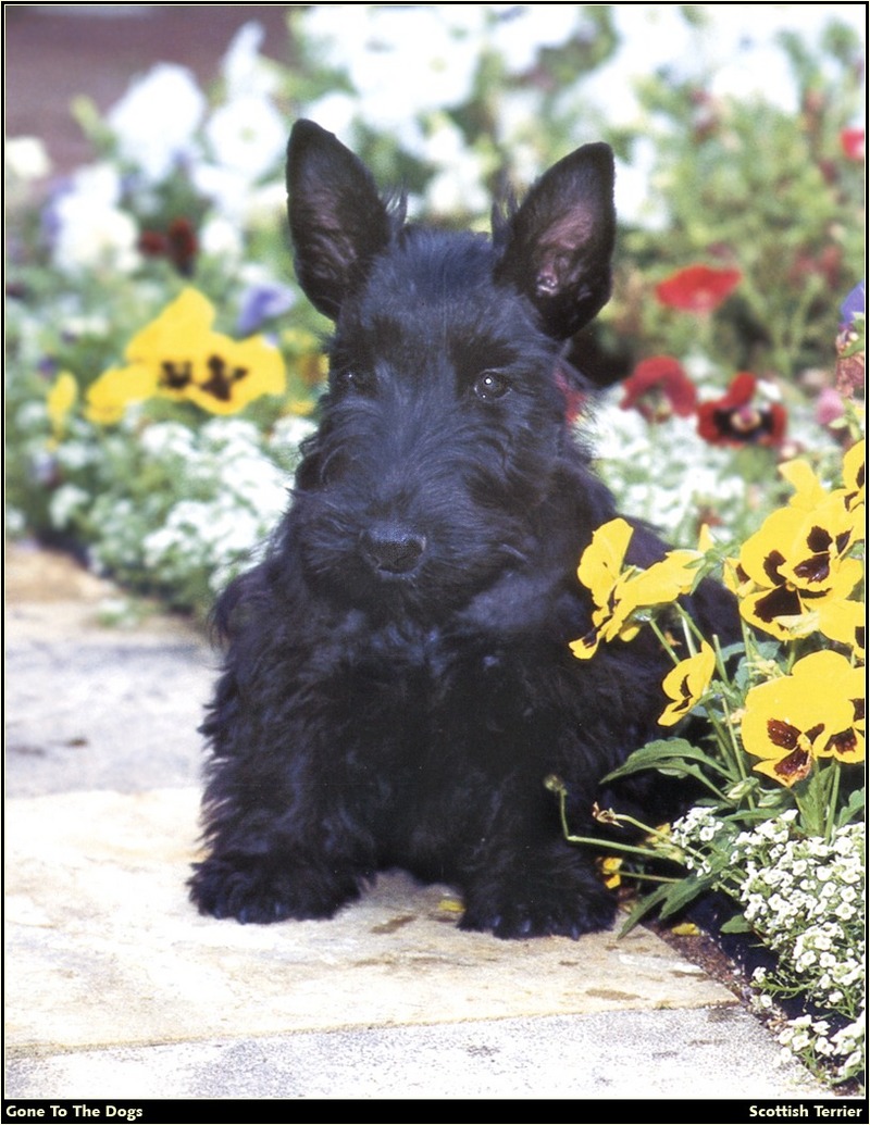 [RattlerScans - Gone to the Dogs] Scottish Terrier; DISPLAY FULL IMAGE.