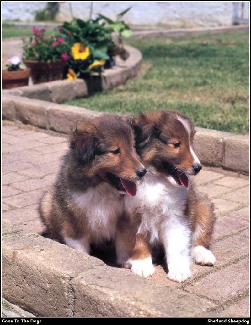 [RattlerScans - Gone to the Dogs] Shetland Sheepdog; DISPLAY FULL IMAGE.