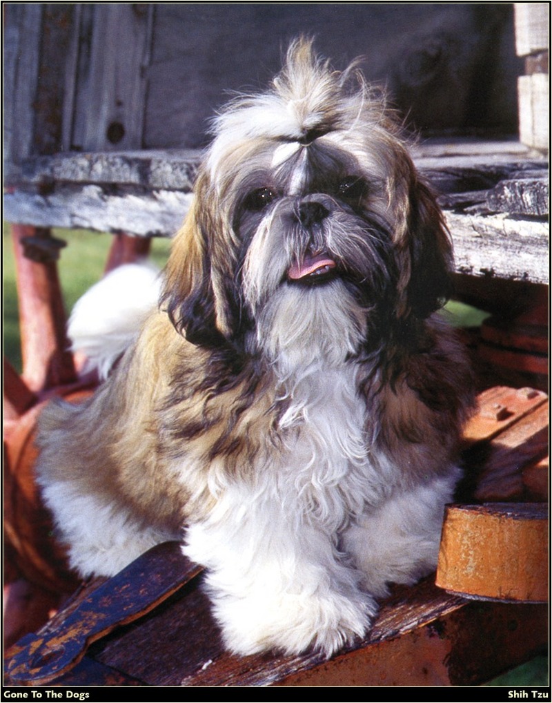 [RattlerScans - Gone to the Dogs] Shih Tzu; DISPLAY FULL IMAGE.