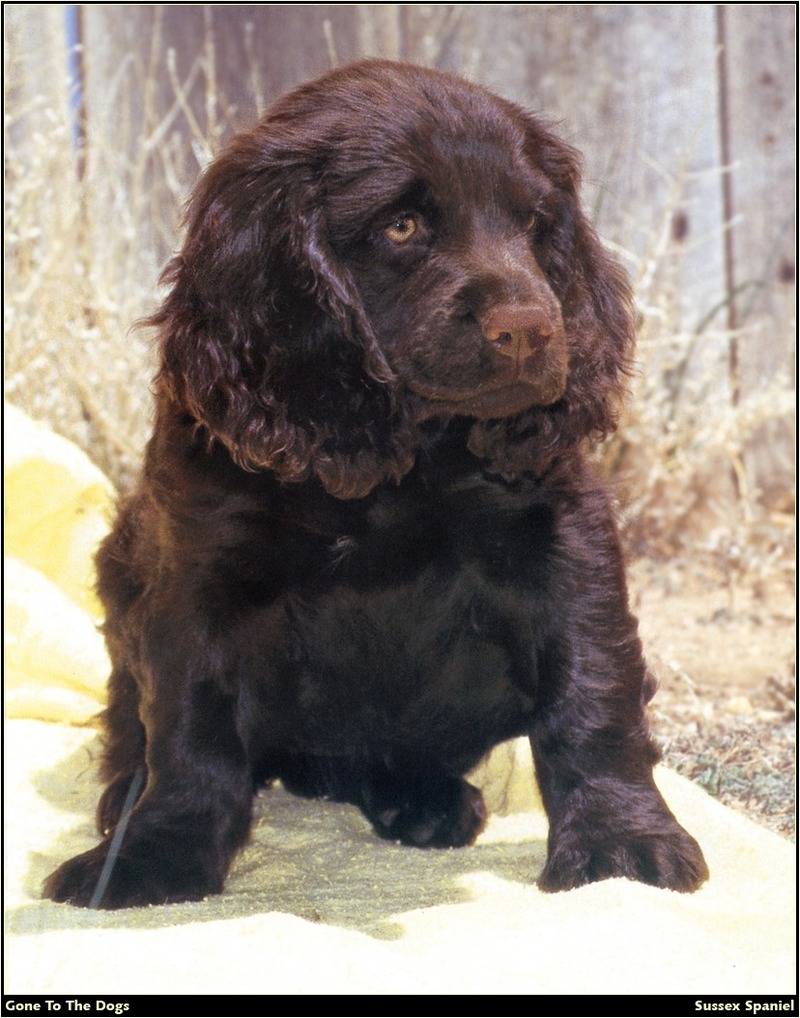 [RattlerScans - Gone to the Dogs] Sussex Spaniel; DISPLAY FULL IMAGE.