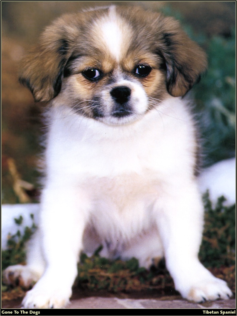 [RattlerScans - Gone to the Dogs] Tibetan Spaniel; DISPLAY FULL IMAGE.