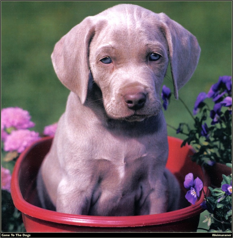 [RattlerScans - Gone to the Dogs] Weimaraner; DISPLAY FULL IMAGE.