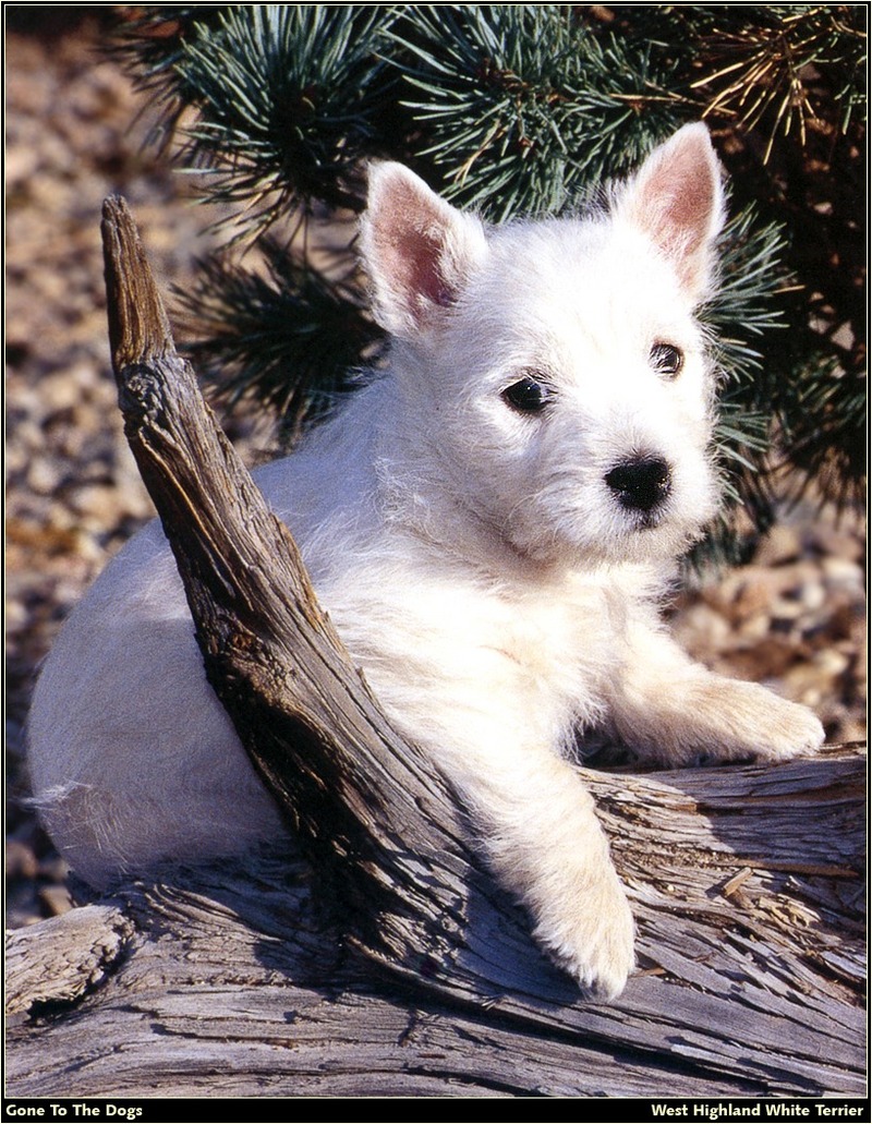 [RattlerScans - Gone to the Dogs] West Highland White Terrier; DISPLAY FULL IMAGE.