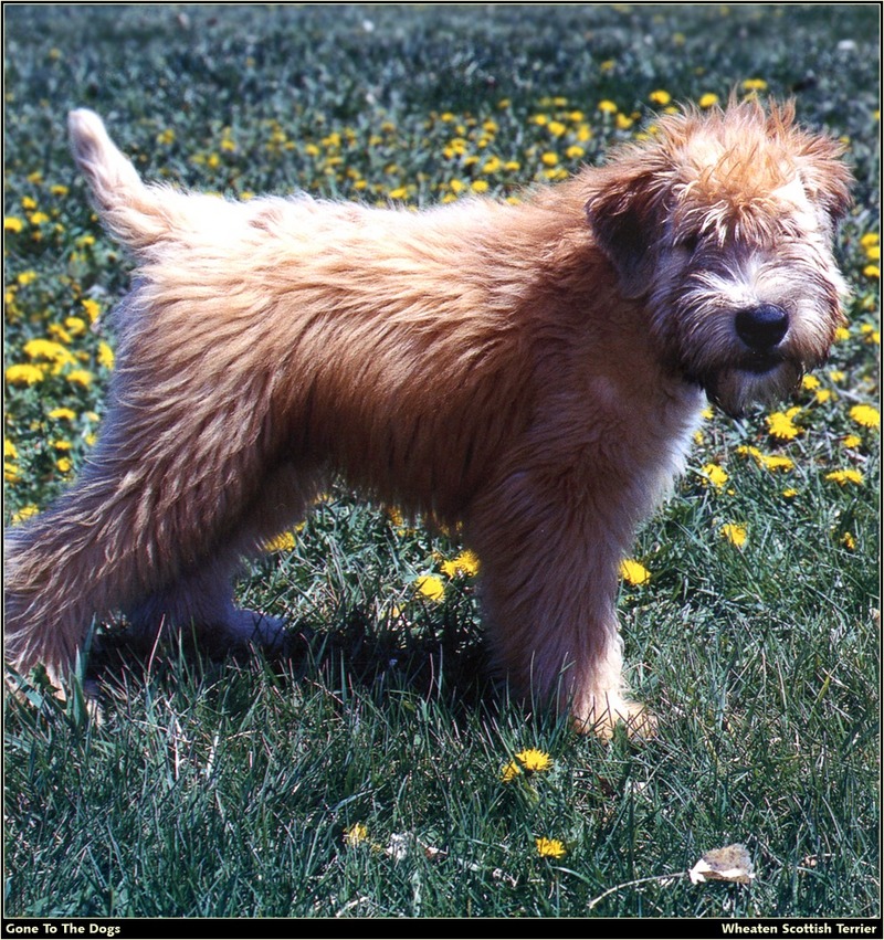 [RattlerScans - Gone to the Dogs] Wheaten Scottish Terrier; DISPLAY FULL IMAGE.
