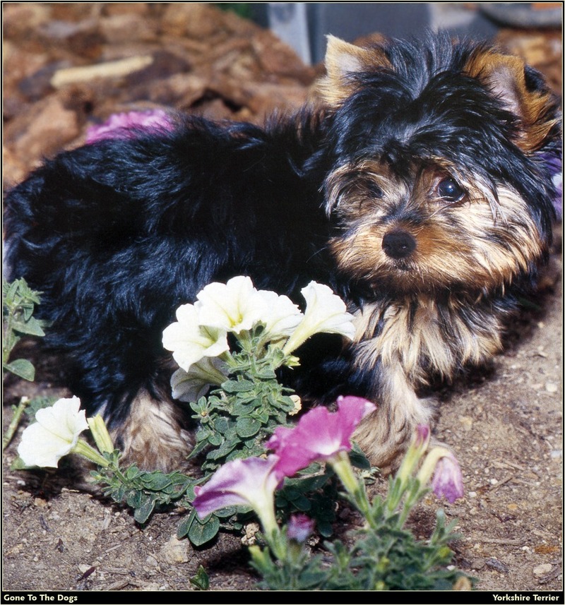 [RattlerScans - Gone to the Dogs] Yorkshire Terrier; DISPLAY FULL IMAGE.