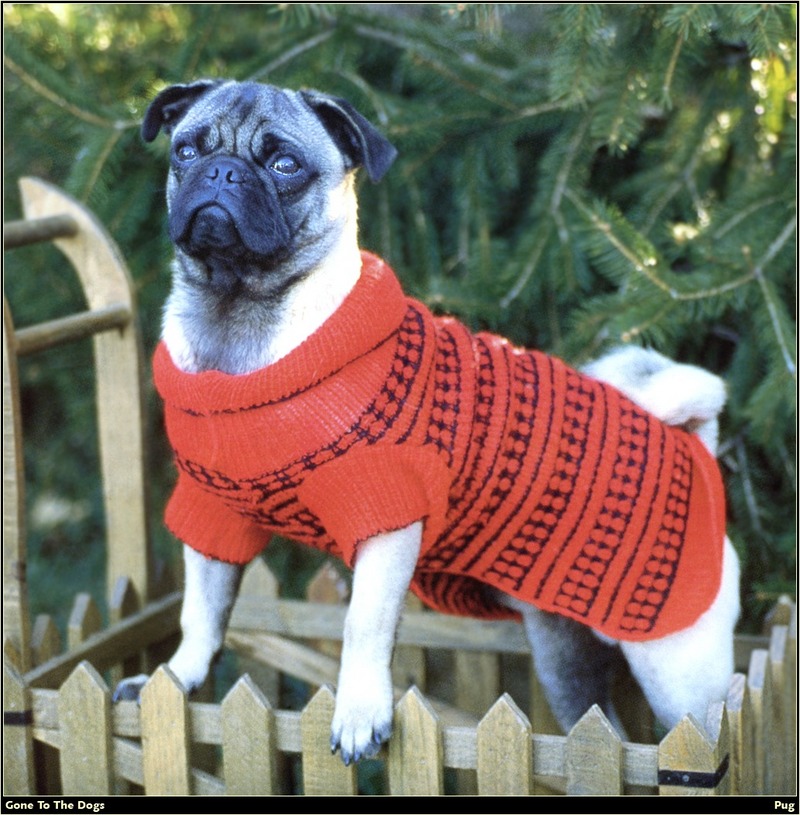 [RattlerScans - Gone to the Dogs] Pug; DISPLAY FULL IMAGE.