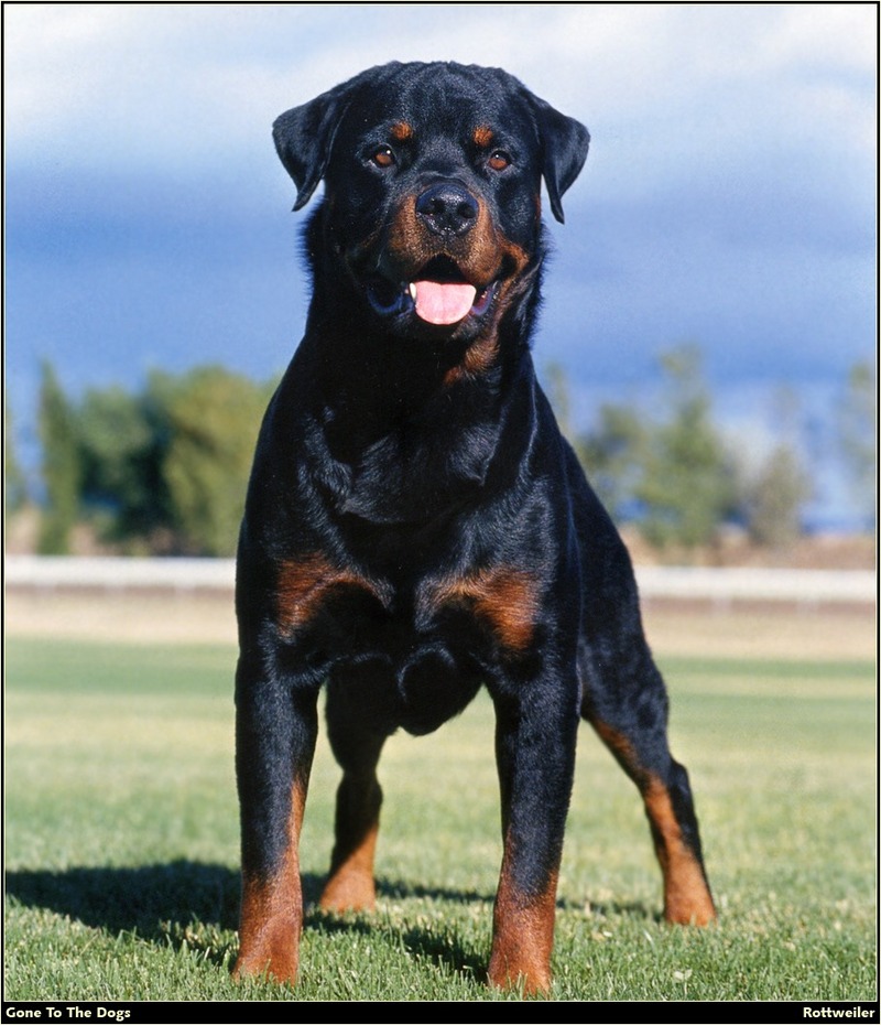 [RattlerScans - Gone to the Dogs] Rottweiler; DISPLAY FULL IMAGE.