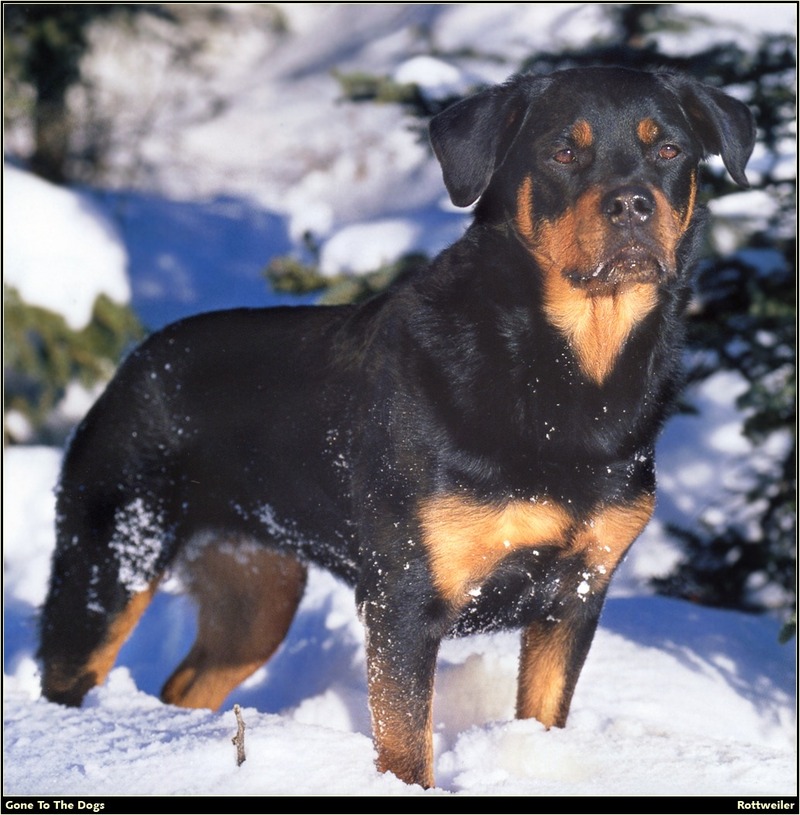 [RattlerScans - Gone to the Dogs] Rottweiler; DISPLAY FULL IMAGE.