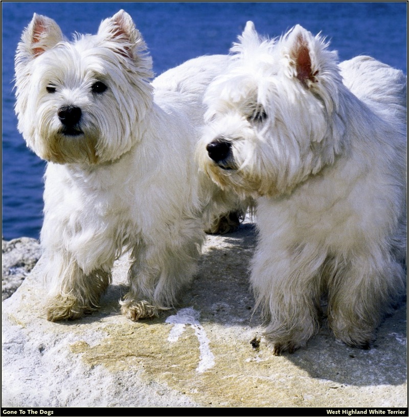 [RattlerScans - Gone to the Dogs] West Highland White Terrier; DISPLAY FULL IMAGE.
