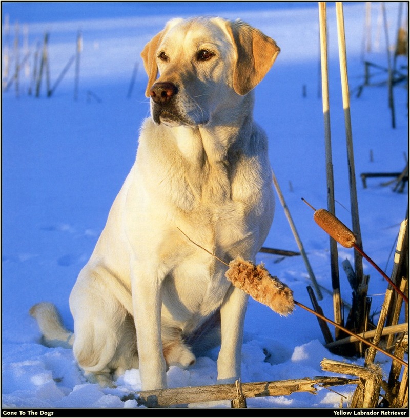 [RattlerScans - Gone to the Dogs] Yellow Labrador Retriever; DISPLAY FULL IMAGE.