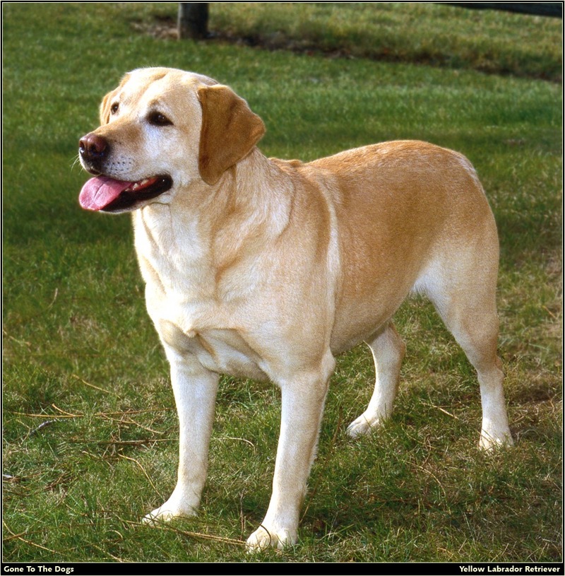 [RattlerScans - Gone to the Dogs] Yellow Labrador Retriever; DISPLAY FULL IMAGE.