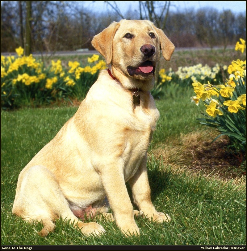 [RattlerScans - Gone to the Dogs] Yellow Labrador Retriever; DISPLAY FULL IMAGE.