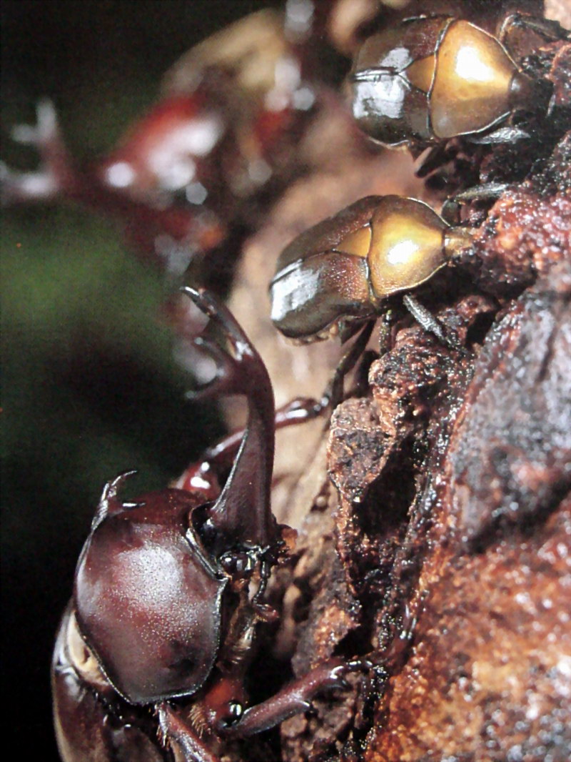 장수풍뎅이 수컷 Allomyrina dichotoma (Korean Horned Beetle) / 풍이; DISPLAY FULL IMAGE.