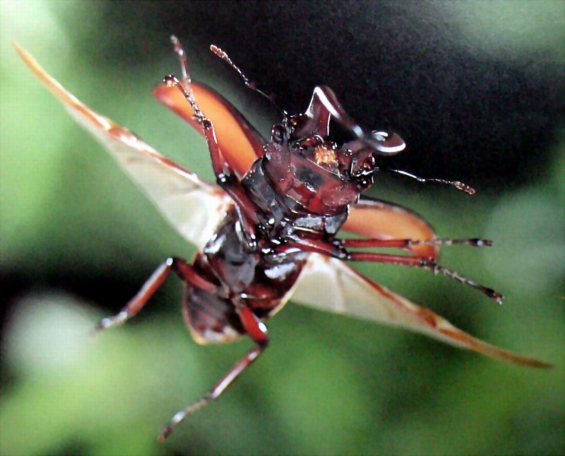 사슴벌레 (Stag Beetle); DISPLAY FULL IMAGE.