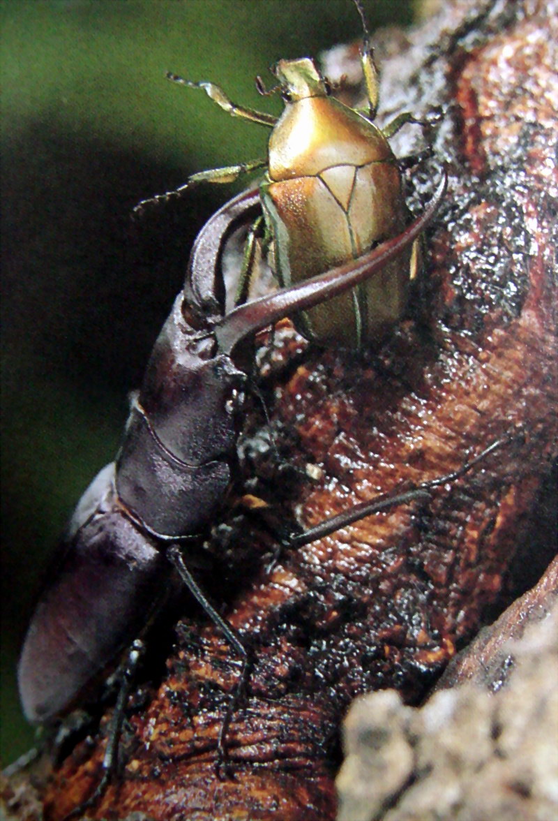 사슴벌레 (Stag Beetle); DISPLAY FULL IMAGE.