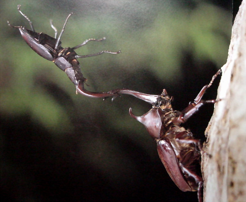 장수풍뎅이 수컷 Allomyrina dichotoma (Korean Horned Beetle); DISPLAY FULL IMAGE.