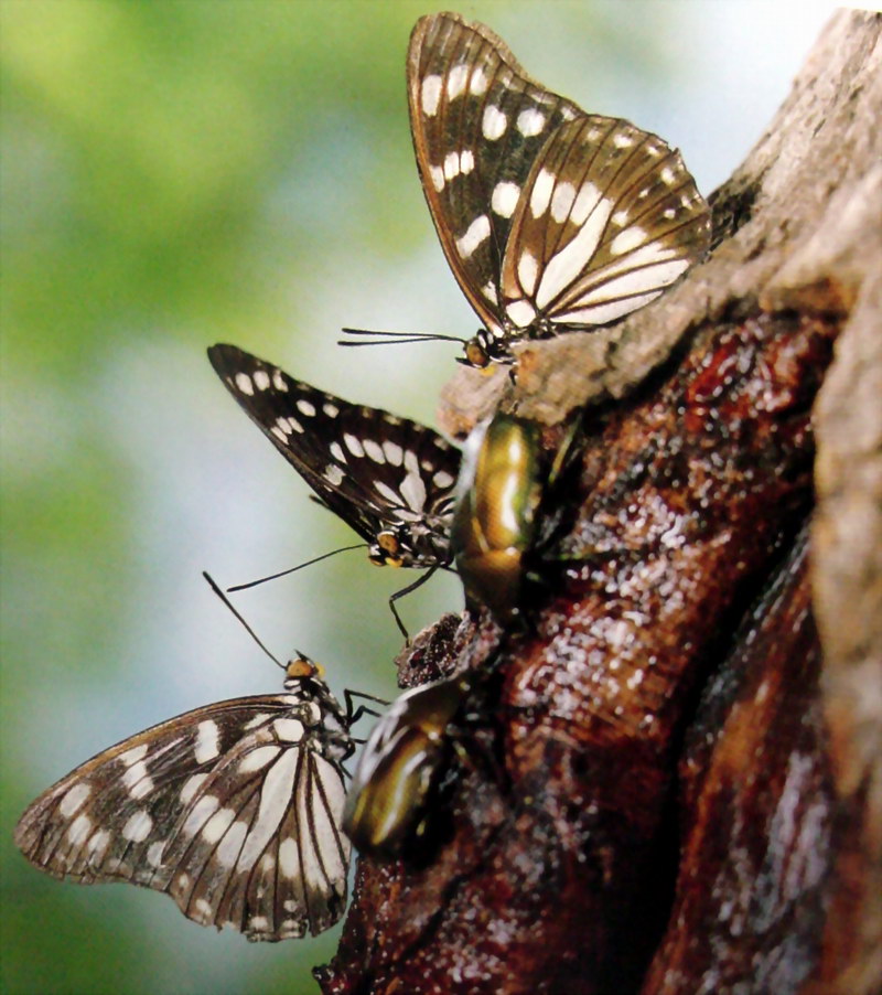 나무진을 먹고 있는 나비; DISPLAY FULL IMAGE.