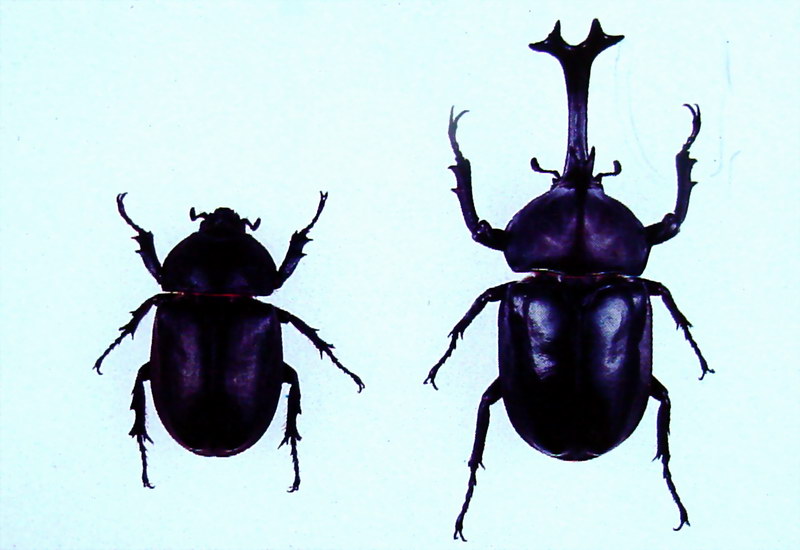 장수풍뎅이 암수 Allomyrina dichotoma (Korean Horned Beetle); DISPLAY FULL IMAGE.