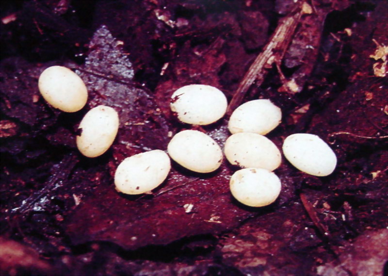 장수풍뎅이 Allomyrina dichotoma (Korean Horned Beetle); DISPLAY FULL IMAGE.