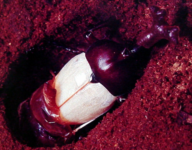 장수풍뎅이 Allomyrina dichotoma (Korean Horned Beetle); DISPLAY FULL IMAGE.