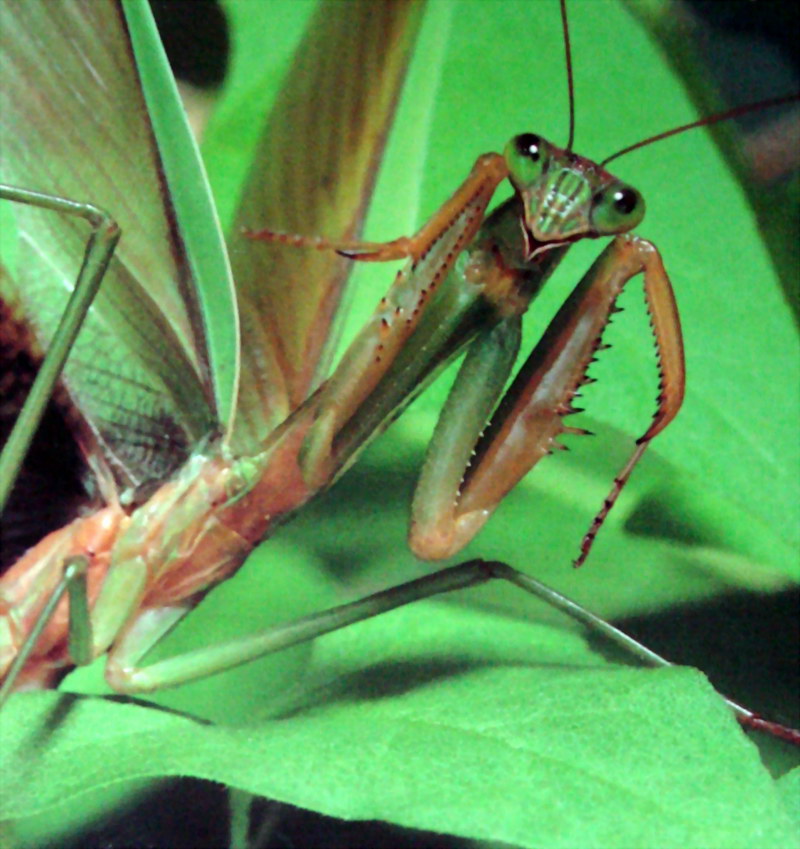 일본 사마귀 (Praying Mantis, Japan); DISPLAY FULL IMAGE.