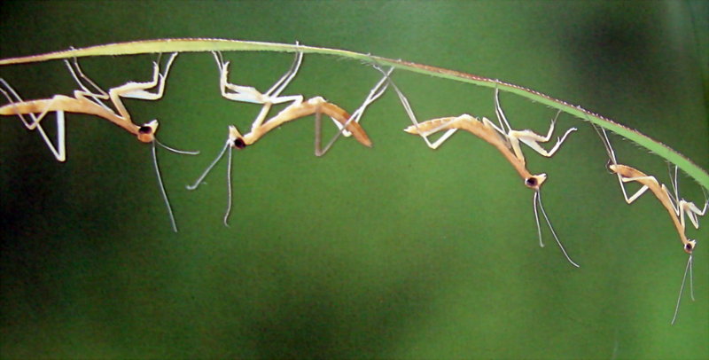 갓 부화한 사마귀 약충, 일본 (Praying Mantis instars, Japan); DISPLAY FULL IMAGE.