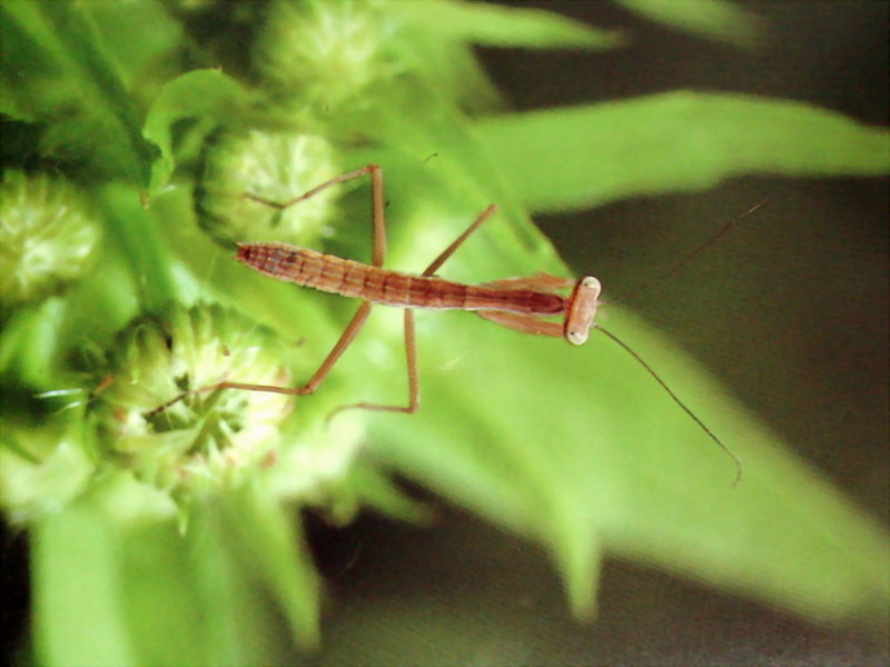 어린 사마귀 약충, 일본 (Praying Mantis instar, Japan); DISPLAY FULL IMAGE.