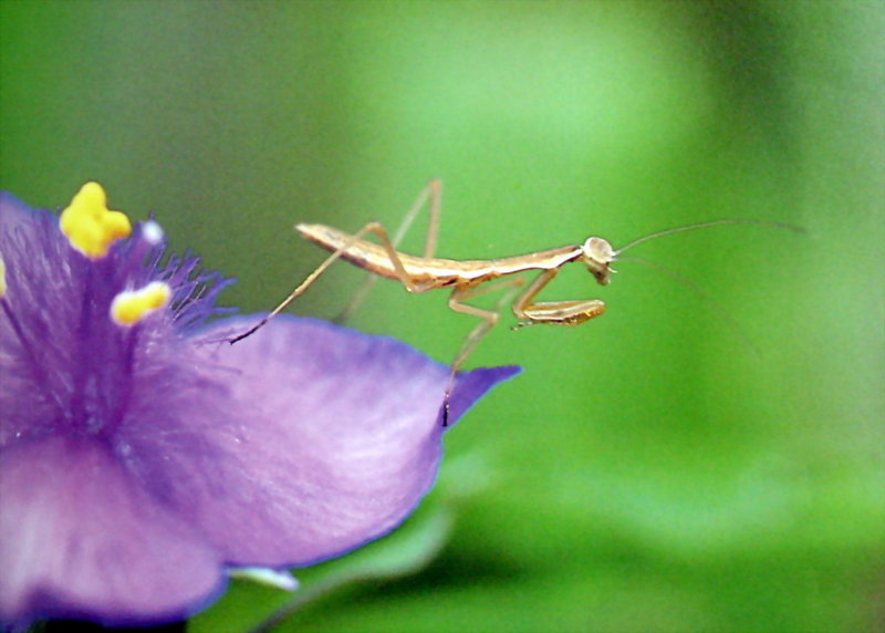 어린 사마귀 약충, 일본 (Praying Mantis instar, Japan); DISPLAY FULL IMAGE.