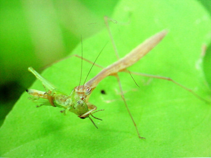 메뚜기 약충을 사냥하는 사마귀 약충, 일본 (Praying Mantis instar, Japan); DISPLAY FULL IMAGE.