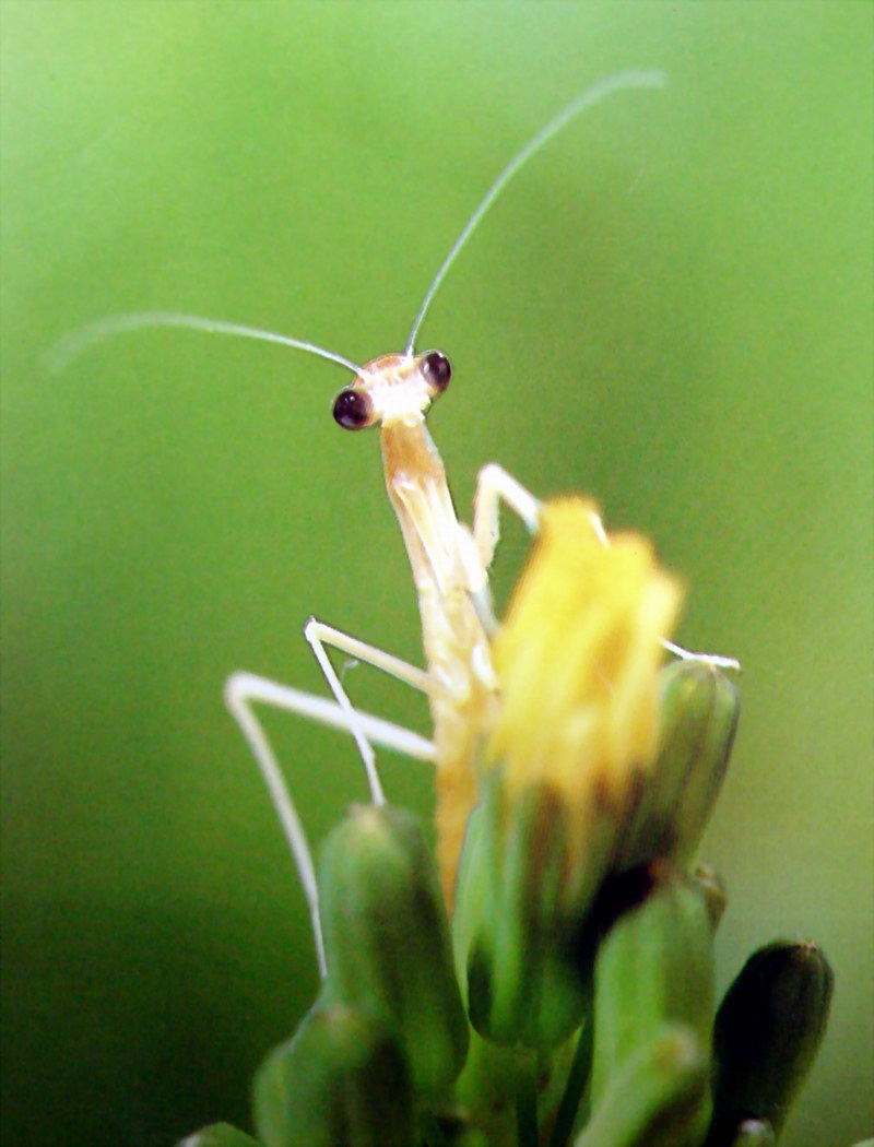 사마귀 약충, 일본 (Praying Mantis instar, Japan); DISPLAY FULL IMAGE.