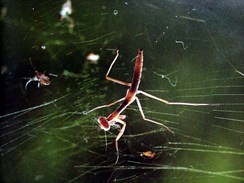 거미줄에 걸린 사마귀 약충, 일본 (Praying Mantis instar, Japan); DISPLAY FULL IMAGE.